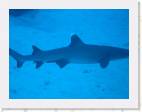 Whitetip Shark * 2000 x 1500 * (86KB)